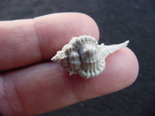  Fossil murex muricidae shell Vokesimurex pahayokee pa4 