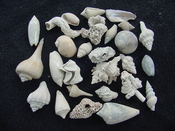  Fossil shell collections small sea shells 25 pieces sp 16 