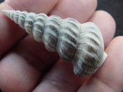  Pyrazisinus scalatus fossil shell gastropod Caloosahatchee ps 4 