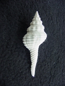  Heilprinia caloosaensis fossil shell gastropod mollusk fc 6 