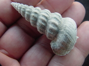  Pyrazisinus scalatus fossil shell gastropod Caloosahatchee ps 23 