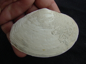  Semele perlamellosa rare extinct fossil bivale shell ts 4 
