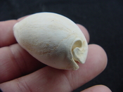  Siphocypraea haleyorum extinct fossil cypraea cowrie shell hr 7 