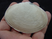  Semele perlamellosa rare extinct fossil bivale shell ts 7 