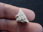  Astraea precursor fossil gastropod shell Brantley pit ap 11 