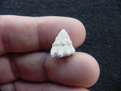  Astraea precursor fossil gastropod shell Brantley pit ap 64 