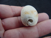  Siphocypraea haleyorum extinct fossil cypraea cowrie shell hr 5 