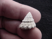  Astraea precursor fossil gastropod shell Brantley pit ap 74 