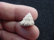  Astraea precursor fossil gastropod shell Brantley pit ap 124 