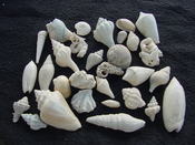  Fossil shell collections small sea shells 25 pieces sp 8 