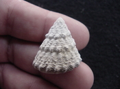  Astraea precursor fossil gastropod shell Brantley pit ap 112 