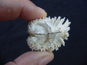  Fossil bivalve shell arcinella cornuta jewel box jb21 