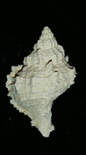  Fossil / Fossilized Muricidae-Murex You Name Special mur49 