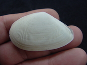 Tellina alternata whole fossil bivalve shell both halves ta4 