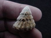 Astraea precursor fossil gastropod shell Brantley pit ap 103 