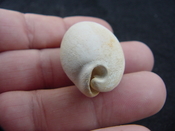  Siphocypraea haleyorum extinct fossil cypraea cowrie shell hr 11 