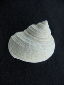  Turbo rhectogrammicus with trapdoor fossil shell gastropod tr 6 