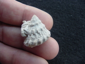 Astraea precursor fossil gastropod shell Brantley pit ap 58 
