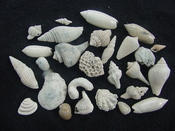  Fossil shell collections small sea shells 25 pieces sp 58 