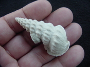  Pyrazisinus scalatus fossil shell gastropod Caloosahatchee ps 18 