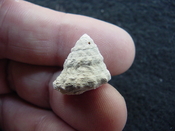  Astraea precursor fossil gastropod shell Brantley pit ap 50 