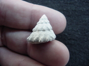  Astraea precursor fossil gastropod shell Brantley pit ap 19 