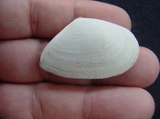  Tellina alternata whole fossil bivalve shell both halves ta6 