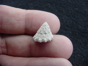  Astraea precursor fossil gastropod shell Brantley pit ap 33 