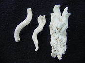  Florida fossil worms starter collection or add to your own bw7 