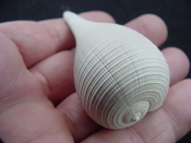  Ficus caloosahatchiensis fragile fossil shell gastropod ff 8 