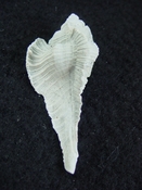  Fossil Subpterynotus cf. textilis murex muricidae st 48 