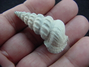  Pyrazisinus scalatus fossil shell gastropod Caloosahatchee ps 11 