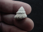  Astraea precursor fossil gastropod shell Brantley pit ap 117 