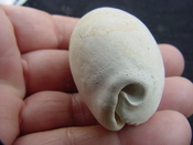  Siphocypraea haleyorum extinct fossil cypraea cowrie shell hr 16 
