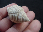  Cancellaria conradiana fossil shell gastropod mollusks ca 1 