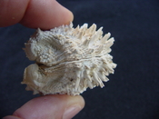  Fossil bivalve shell arcinella cornuta jewel box jb22 