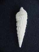 Cerithioclava caloosaense fossil shell gastropod cc 4 