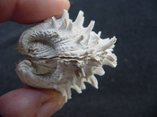  Fossil bivalve shell arcinella cornuta jewel box jb20 
