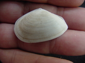  Tellina alternata whole fossil bivalve shell both halves ta5 