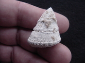  Astraea precursor fossil gastropod shell Brantley pit ap 80 