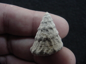  Astraea precursor fossil gastropod shell Brantley pit ap 121 