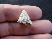  Astraea precursor fossil gastropod shell Brantley pit ap 1 