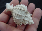 Fossil Muricidae Murex Shell Phyllonotus labelleensis pl9 