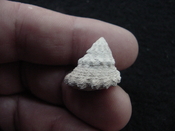  Astraea precursor fossil gastropod shell Brantley pit ap 97 