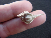  Fossil murex muricidae shell Vokesimurex pahayokee pa19 
