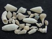  Fossil shell collections small sea shells 25 pieces sp 89 