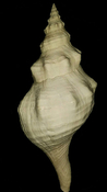  Triplofusus giganteus extra large horse conch gastropod tg 6 