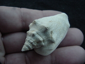  Fossil Strombus aldrichi miocene small rare strombus sa42 