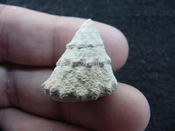  Astraea precursor fossil gastropod shell Brantley pit ap 34 