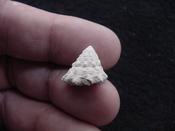  Astraea precursor fossil gastropod shell Brantley pit ap 114 